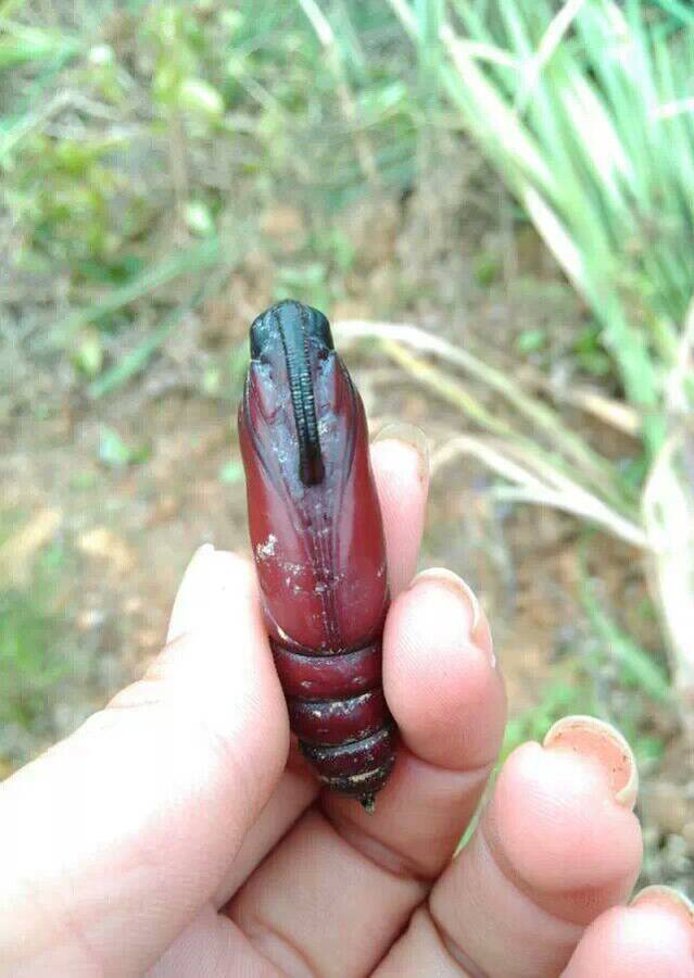 哈哈听说这种虫子会指引东西南北哦而且很准哦哦是名符其实的指南针