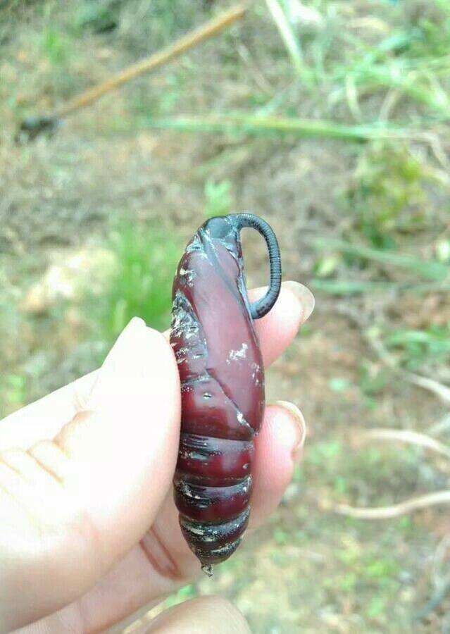 哈哈听说这种虫子会指引东西南北哦而且很准哦哦是名符其实的指南针