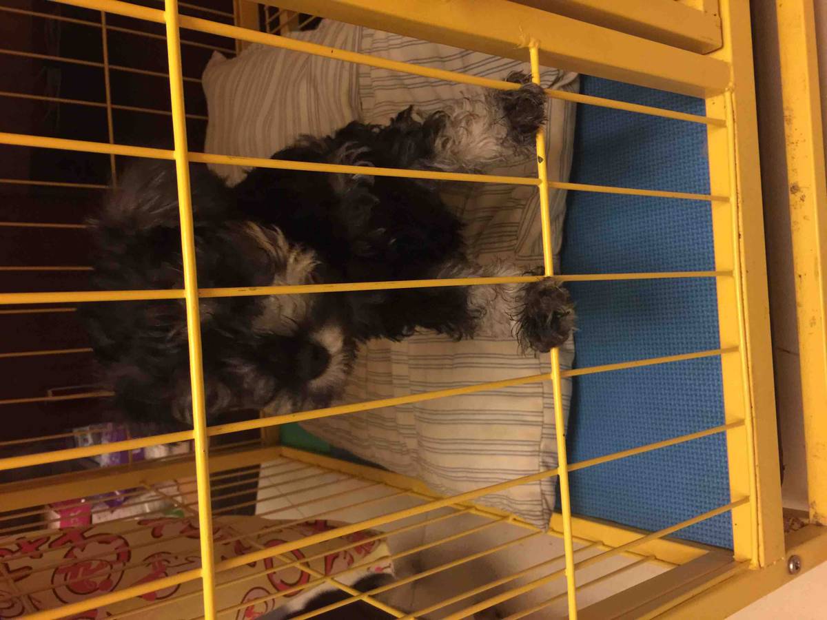 出2月龄mini雪纳瑞-猫狗交易-北海365网(beihai365.com)