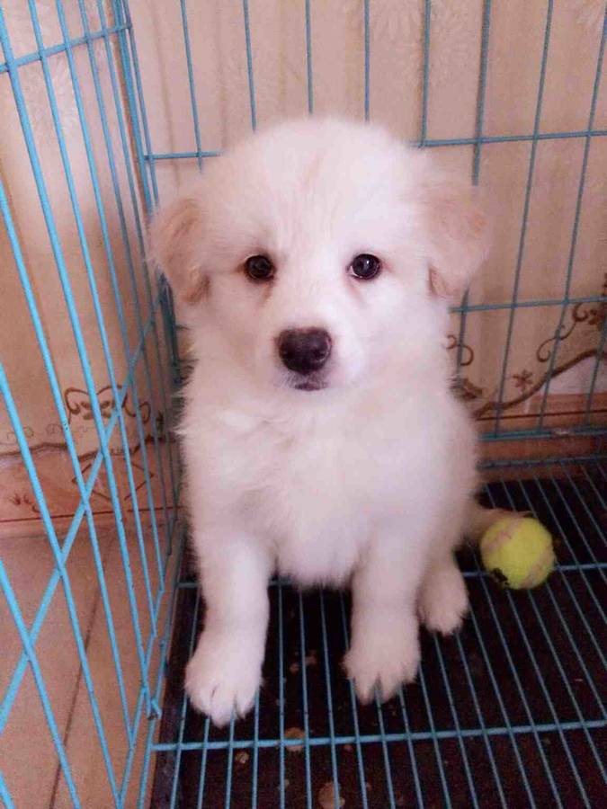 出售一窝边牧,喜欢联系