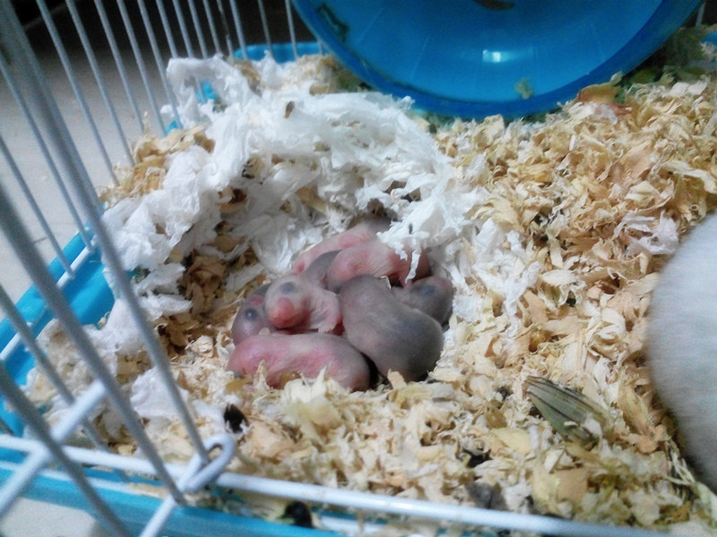 新生仓鼠baby 嘿嘿