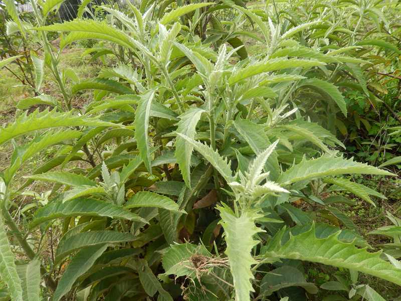 这种麻草也可以煮五色饭.      楼主人家北海:啥颜色的?