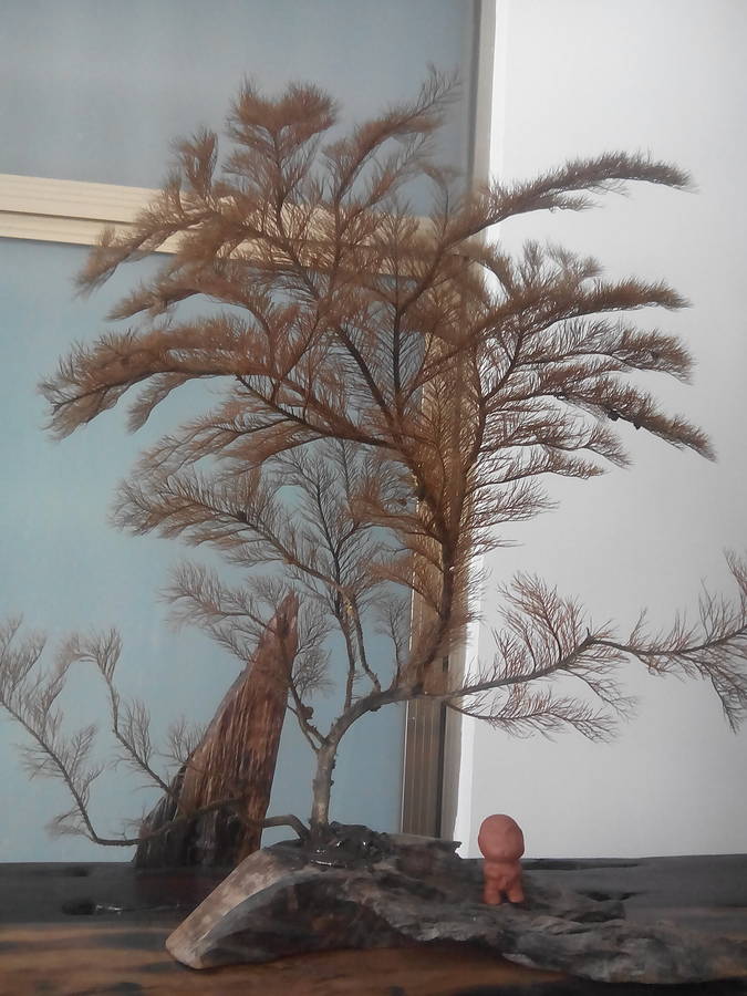 绝版海柳树及铁树,内详