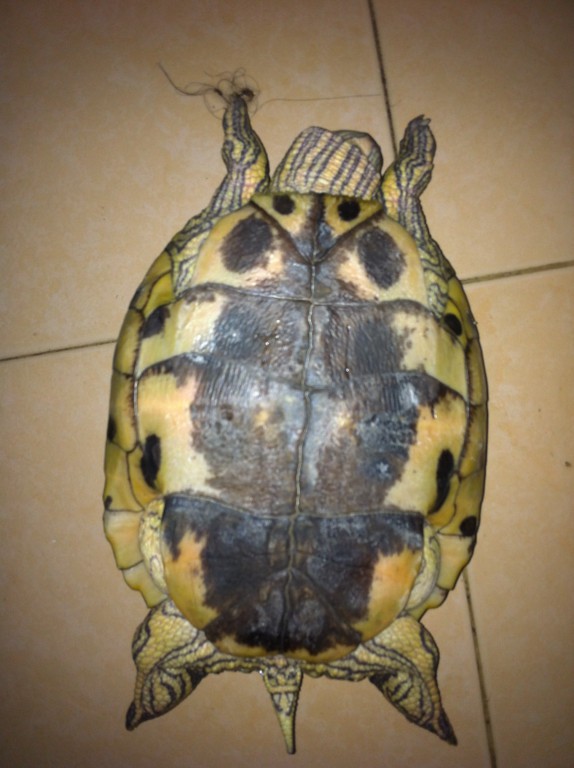 巴西龟的腹部花纹图片