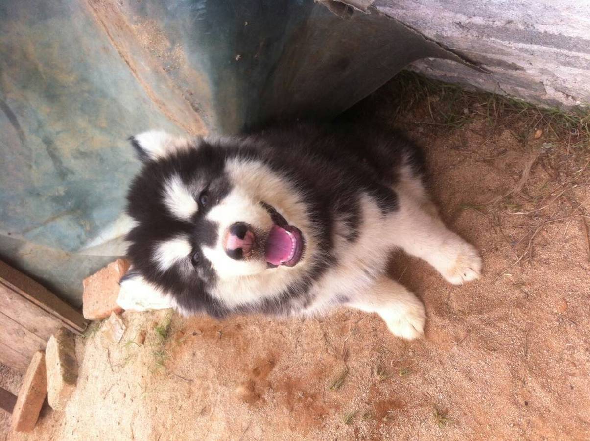 阿拉斯加幼犬出售,欢迎看图