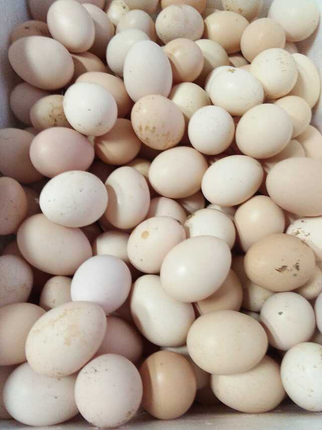 虫子鸡蛋,绿色环保,老少皆宜!