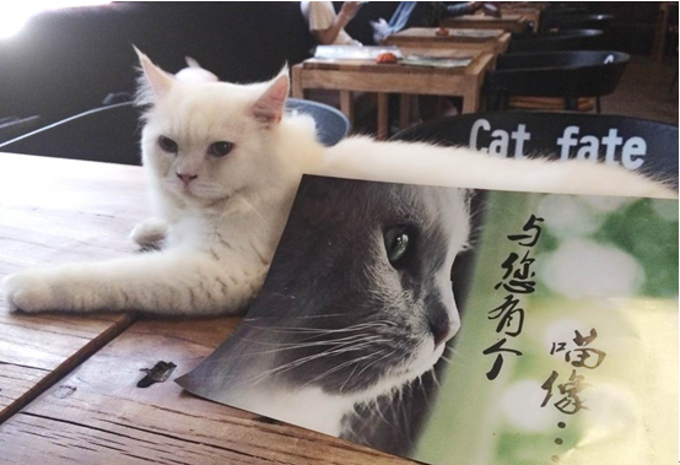吃货大队 帖子 不想睡         有猫猫相伴,吃什么其实已不太介意,一