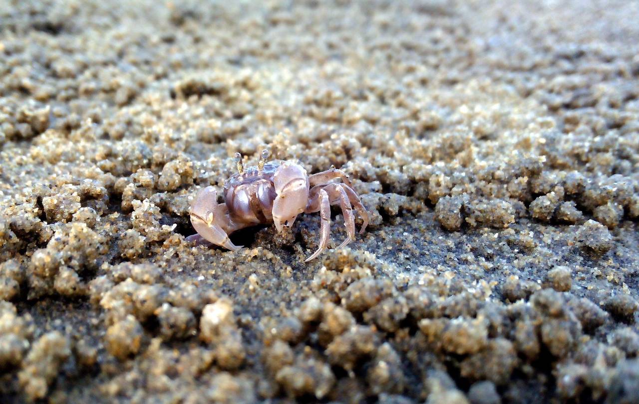 人文风光 帖子          沙蟹科起源于白垩纪,在第三纪繁荣昌盛.