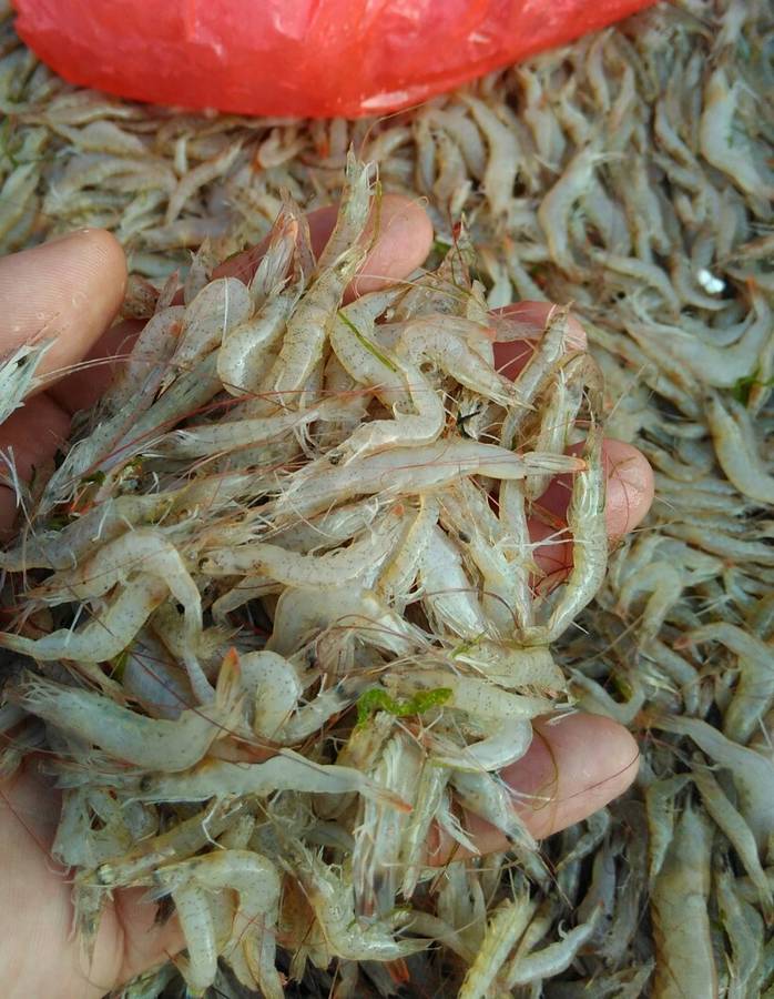 出售爱龟饲料虾仔