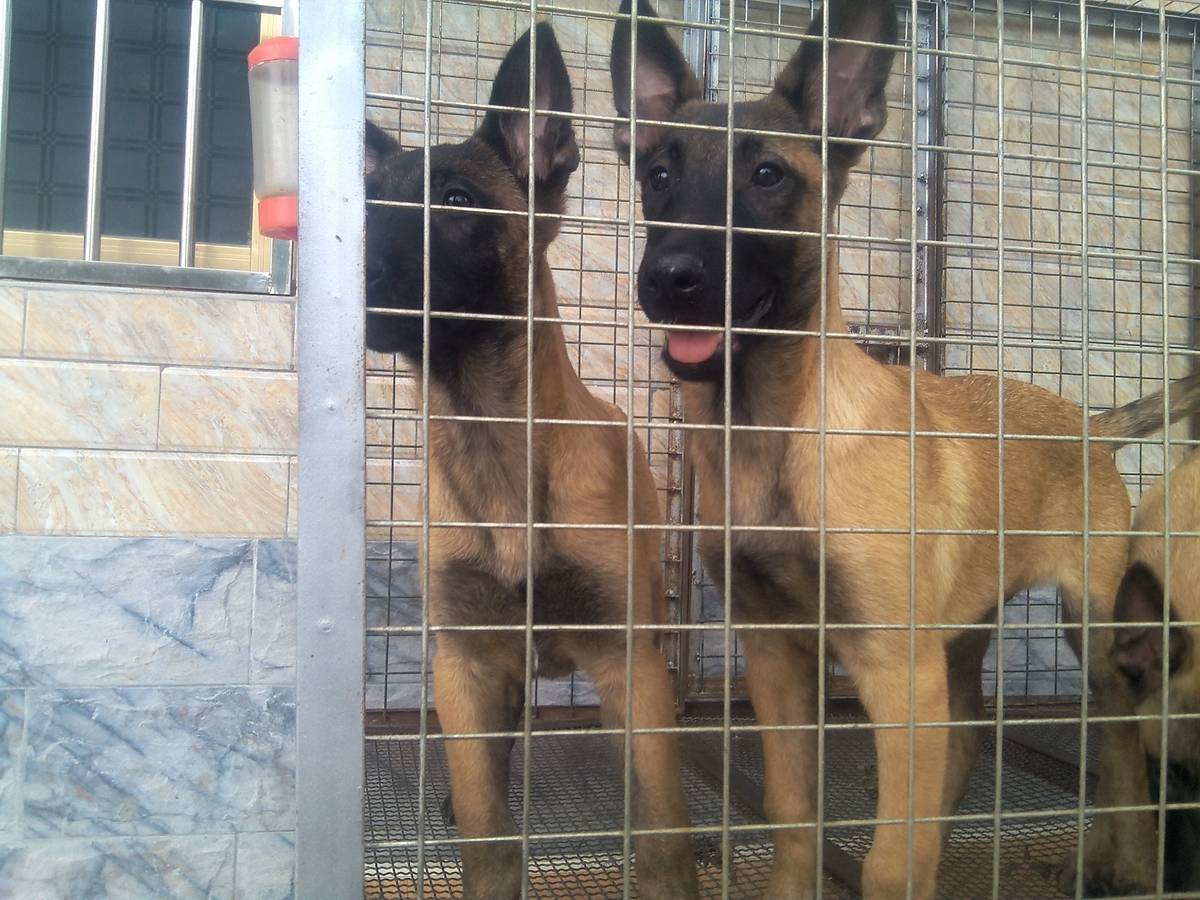 出三个多月小马犬,一千五条真心要请打电话15278934559