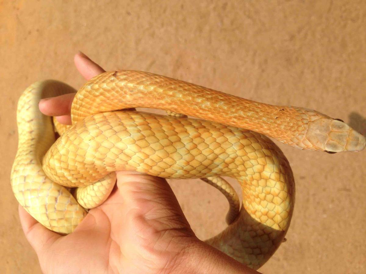 转宠物黄金水律蛇