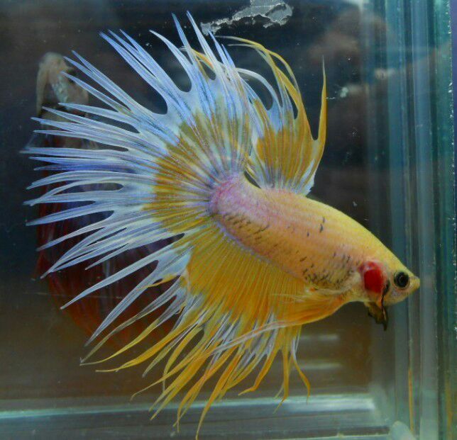 出泰国斗鱼,半月,双尾,电联