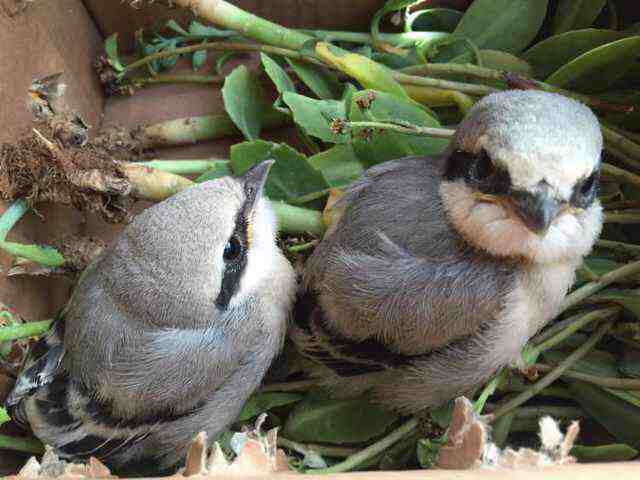 求一只楔尾伯劳雏