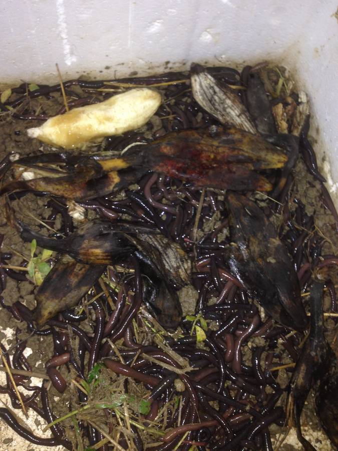 野生蚯蚓,钓鱼 龟鳖场有需要的请致电18877929492 曹仔,注目买蚯蚓