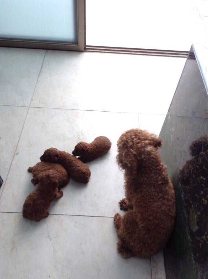 纯综红小贵宾,现出售-猫狗交易-北海365网(beihai365.com)