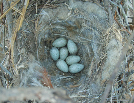 【环保·伯劳说鸟】七夕话喜鹊,你所不知道的内幕!