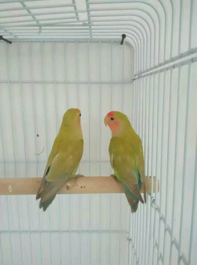 牡丹系列鹦鹉肉桂坦克