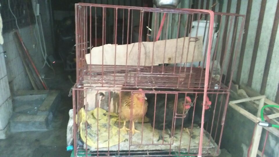 出售鸡笼和鸡栏