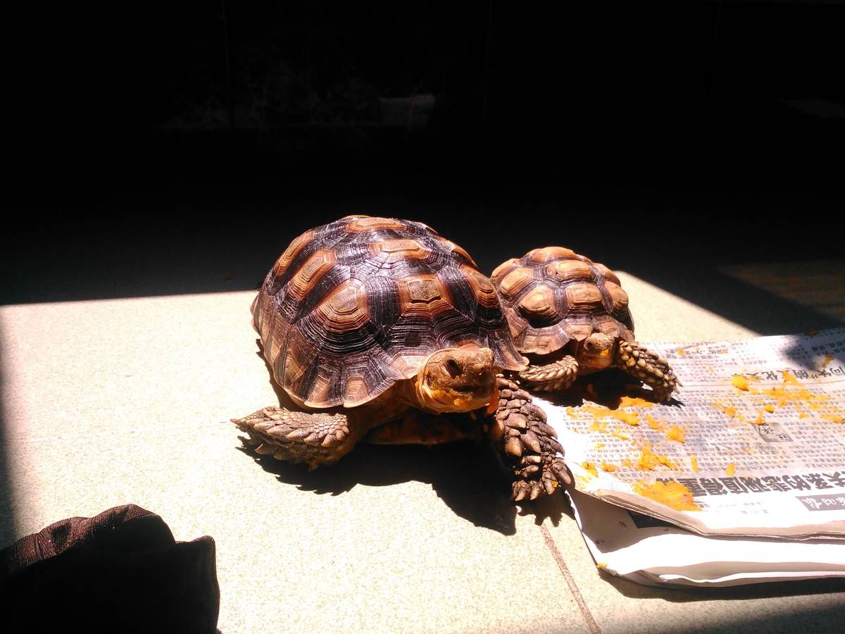 陆龟-宠物-北海365网(beihai365.com)