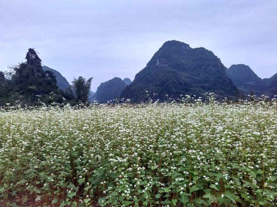 隆安更望湖荞麦花 又开了,要一起来看看么