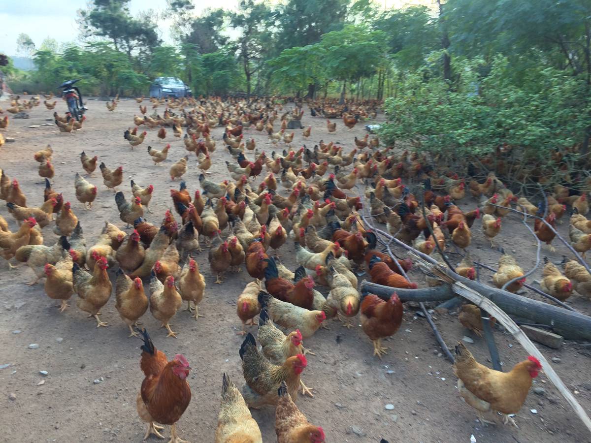 卖谷鸡,谷鸡蛋咯,合理搭配的谷类健康饮食,让我们都吃健康的鸡!