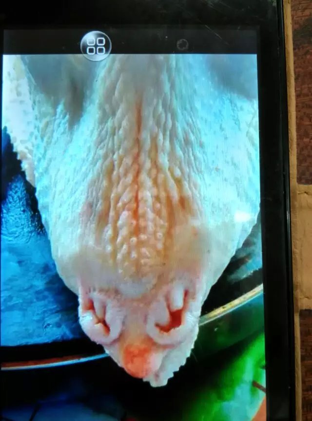 奇事!一只母鸡拥有两个肛门