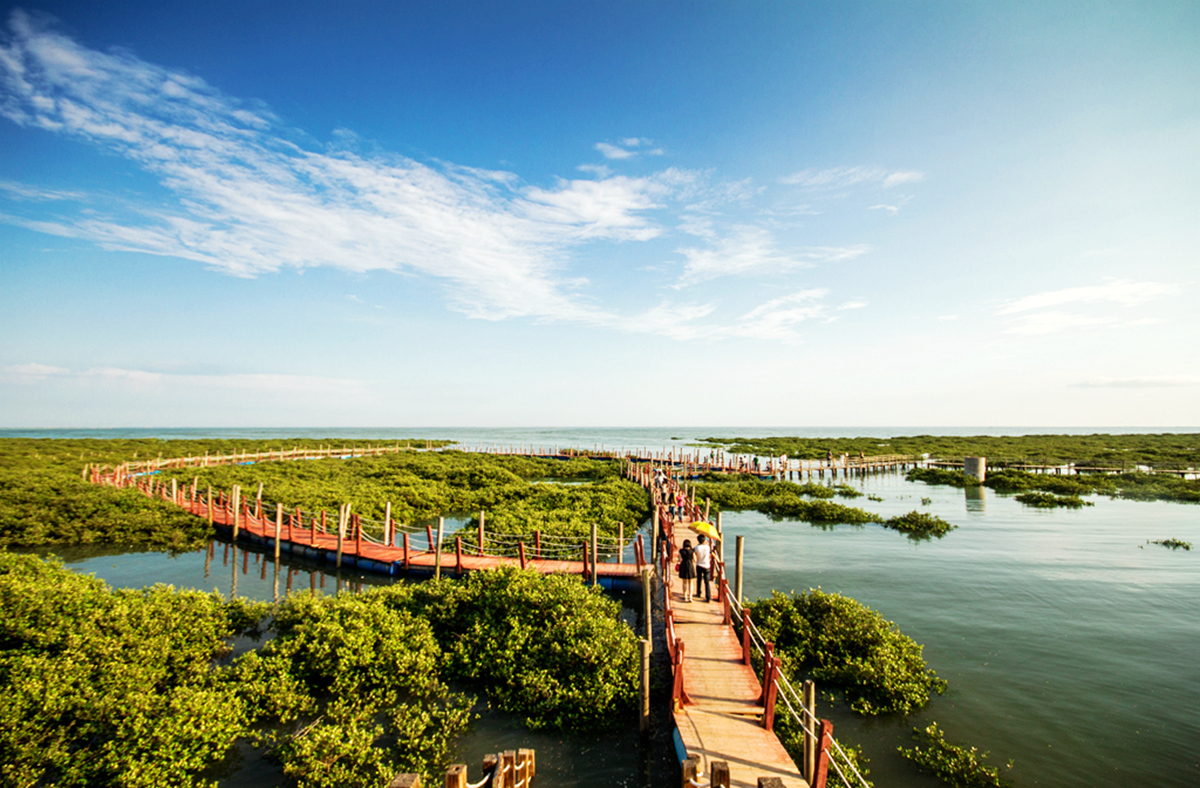海洋地质杯北海金海湾红树林风光
