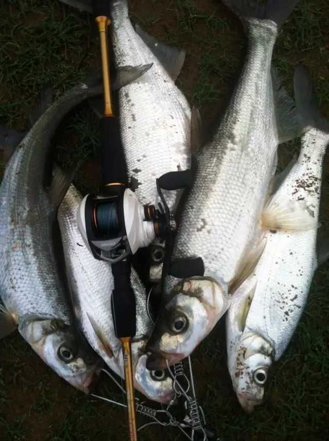 解说冬天北海路亚根钓-----阿二