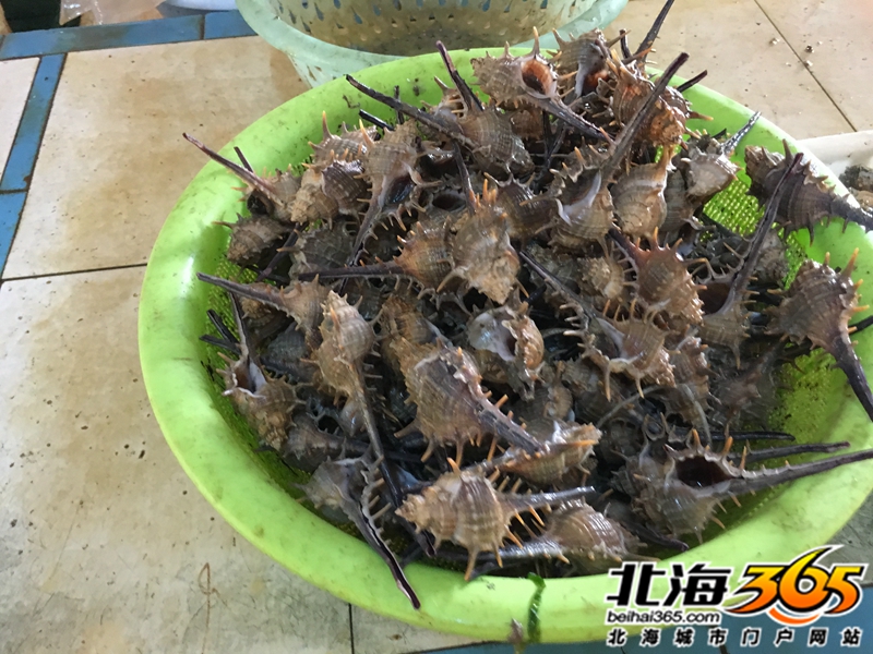 狮子螺,楼主比较少见