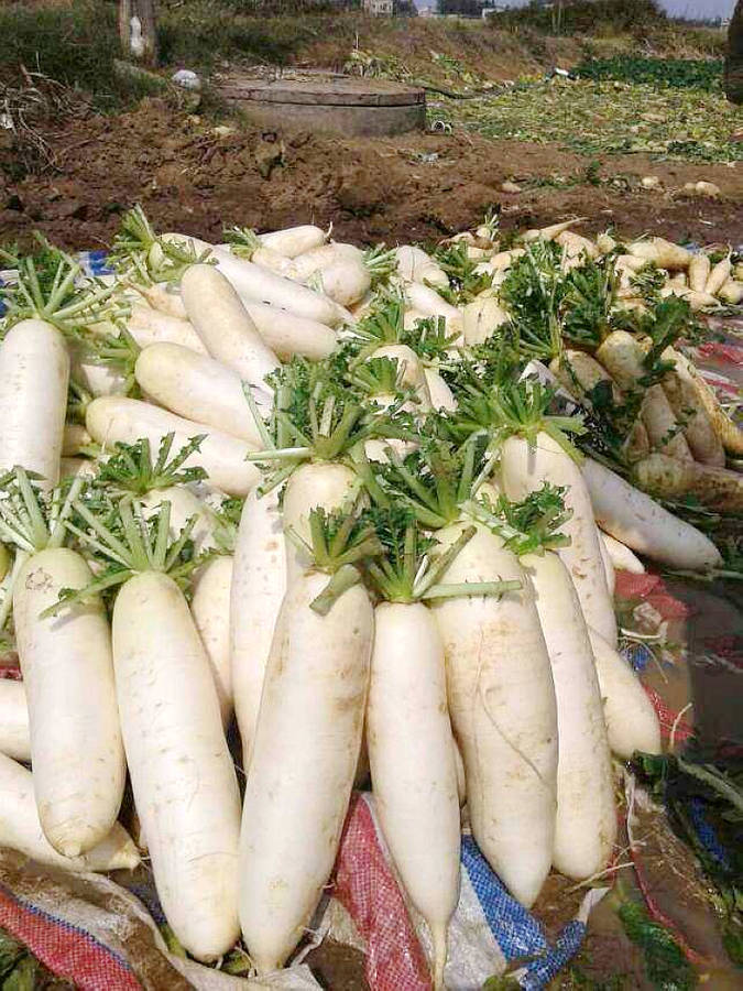 北海蔬菜价格暴涨,10万斤萝卜为什么卖不出去?
