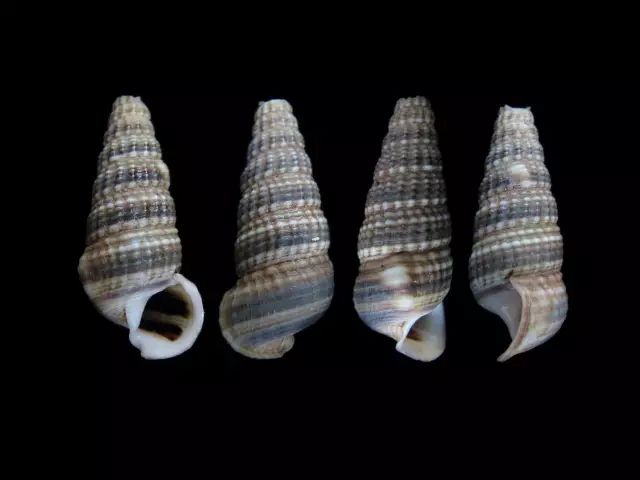 北海举办中国规模最大挖螺赛,难道还想再上生态头条?