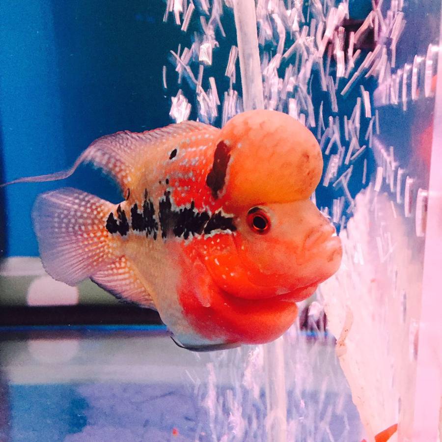 胖乎乎的元宝罗汉