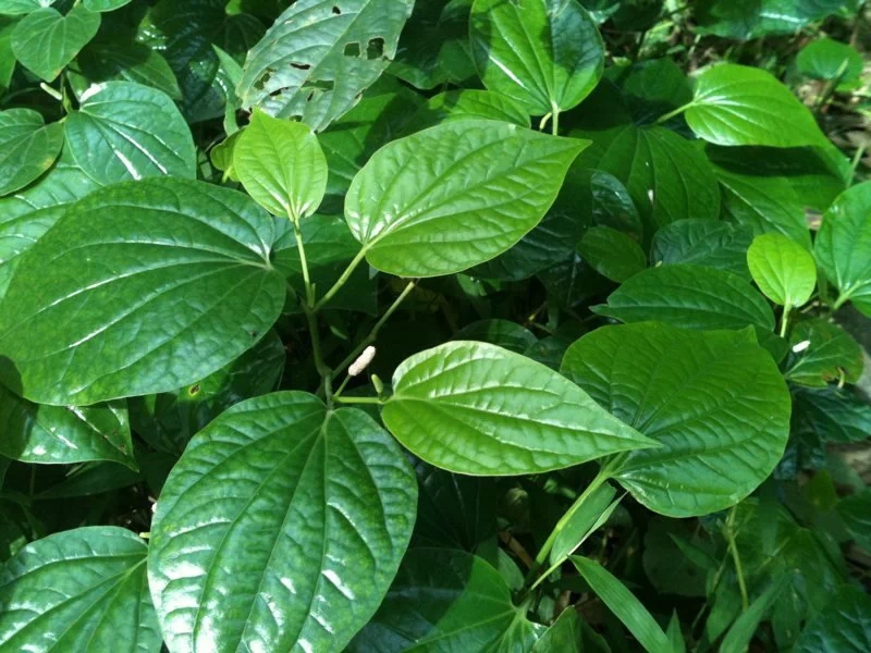 假蒌叶,一说这个大家肯定都知道了吧