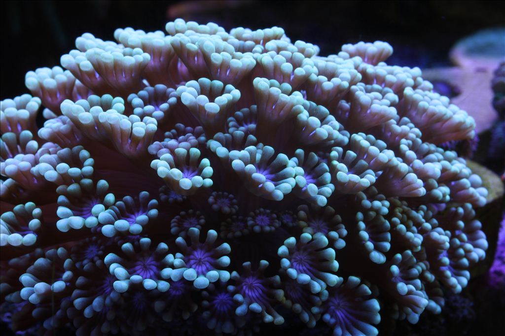 北海一鱼友家的软体珊瑚