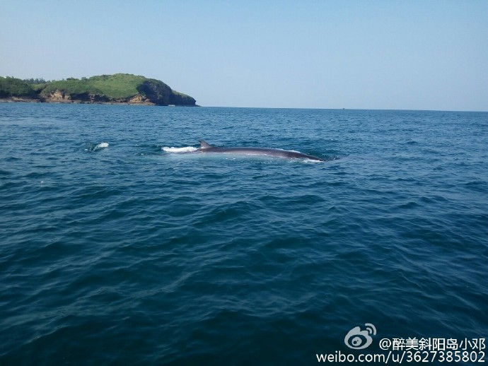 北海斜阳岛出现一条大鲸鱼希望它不要和上次那条鲸鲨一样