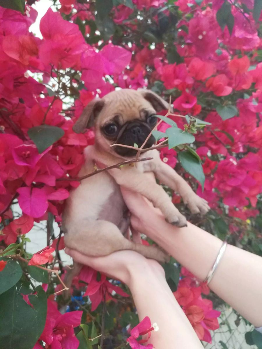 花海里的只蠢萌小巴哥犬巴哥犬的艳照