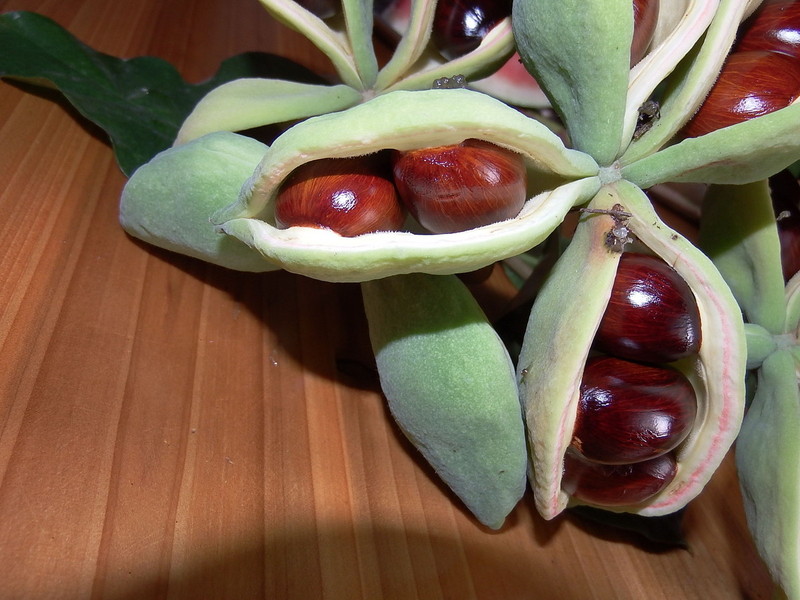 那些年,我们一起食过的九层皮