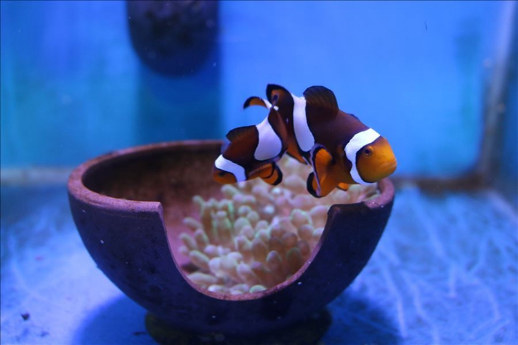 一对小丑鱼正在小心的呵护着鱼卵宝宝,大概再过几小时,这一窝小丑鱼