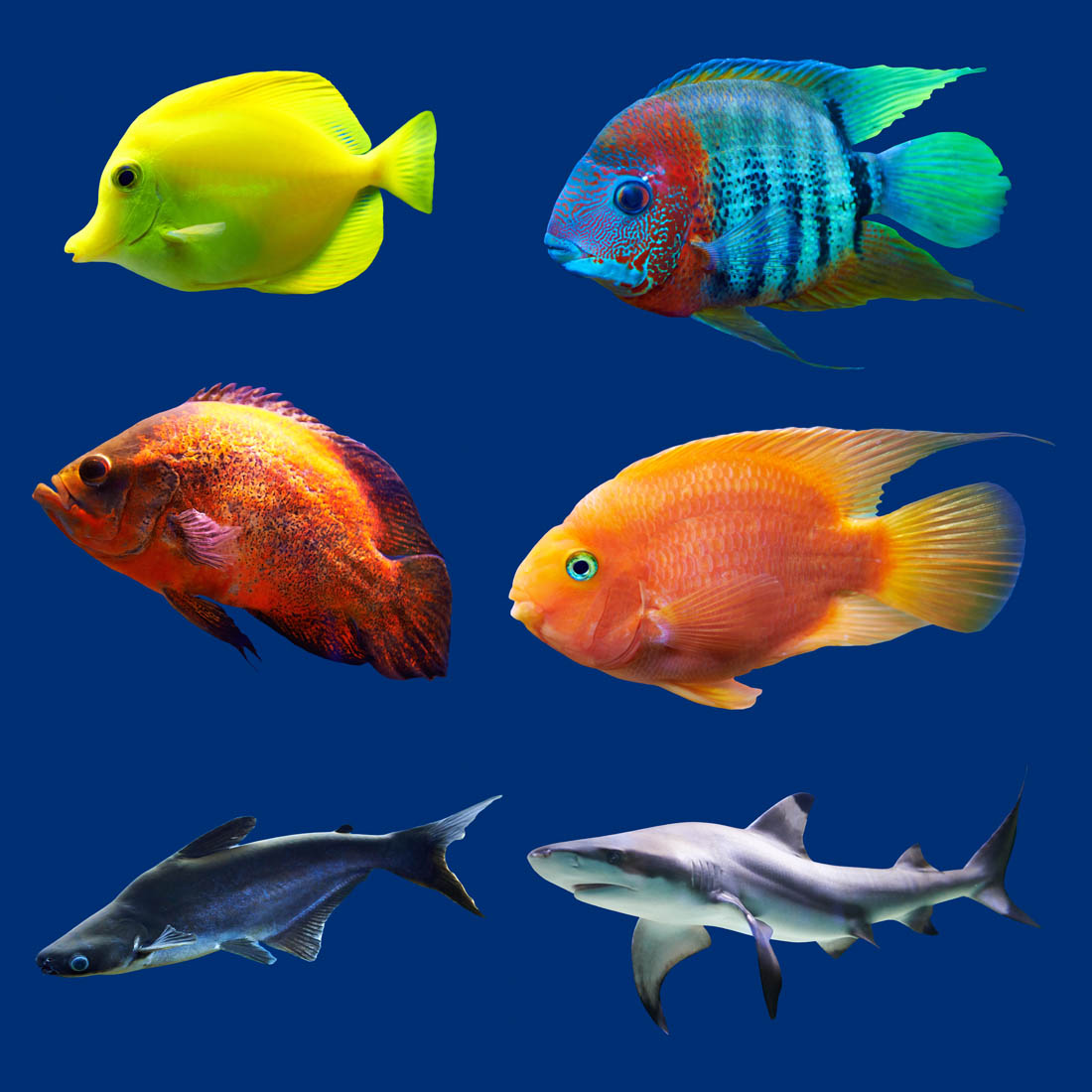 这些小鱼,真不应该是拖来贡献人做鱼肥料的,是要养大鱼的.