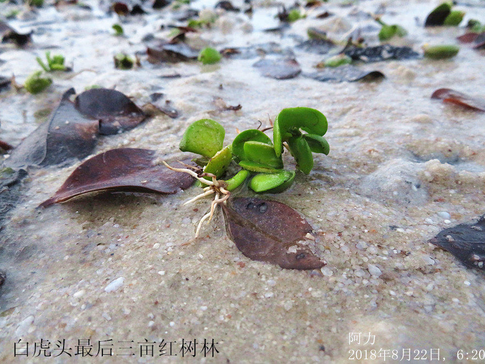 银滩白虎头最后三亩红树林大量种子在萌芽, 急需措施防踩踏,由谁去