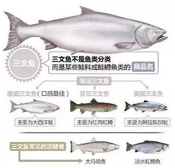 黑心三文鱼!大家平时吃的三文鱼刺身极有可能是虹鳟鱼所替!