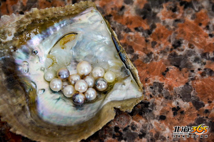 大丰收!北海南珠两年增产100倍,挑选过后能卖三万一斤