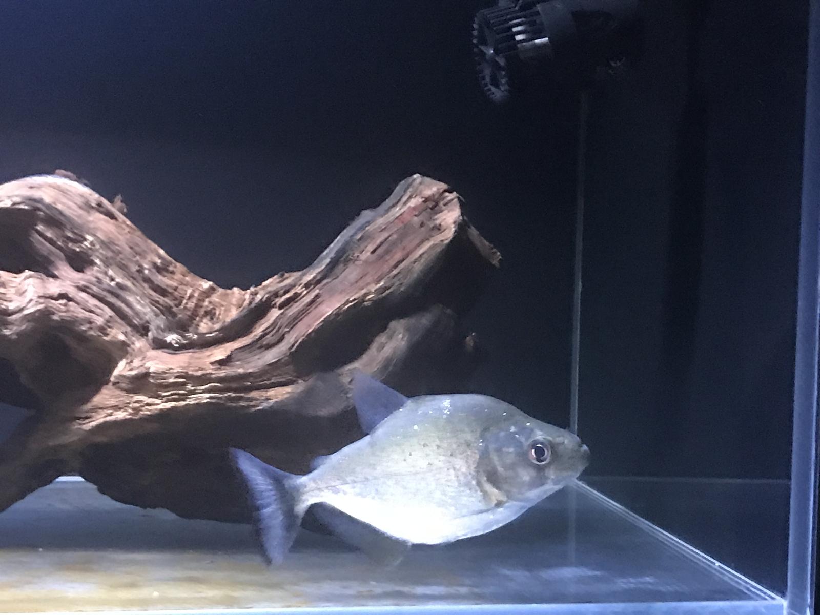 巴西辛古河游来的辛古黑食