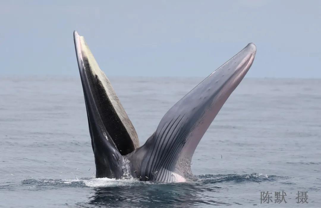 布氏鲸再现北海涠洲海域!高清捕食组图曝光,超震撼