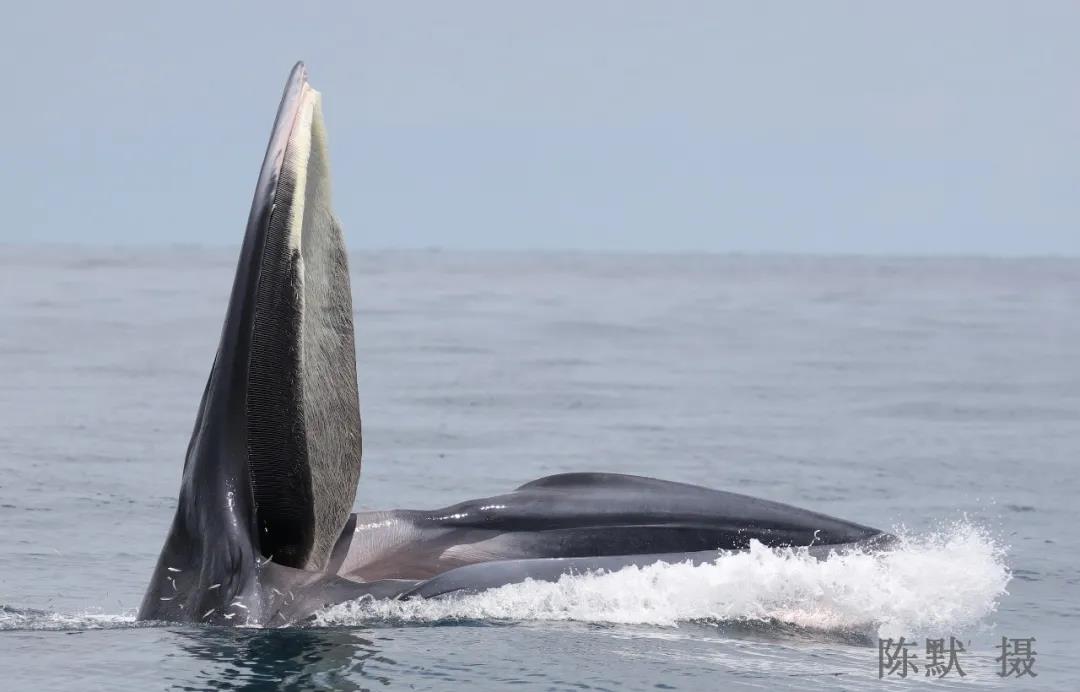 布氏鲸再现北海涠洲海域!高清捕食组图曝光,超震撼