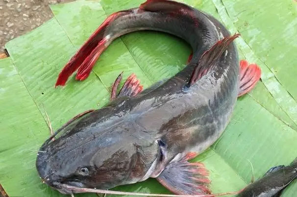 偷拍北岸有人用死鱼死虾欺骗游客