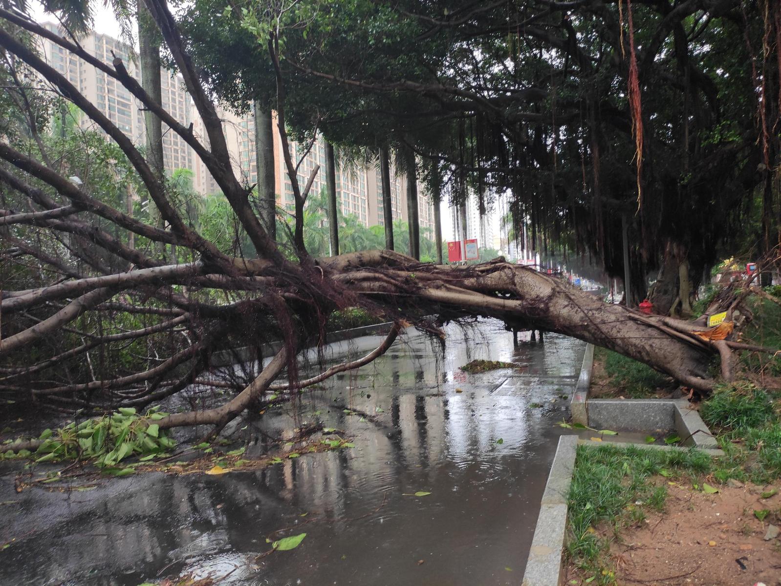 这是什么妖风!北海大道上这棵大树都被吹倒了