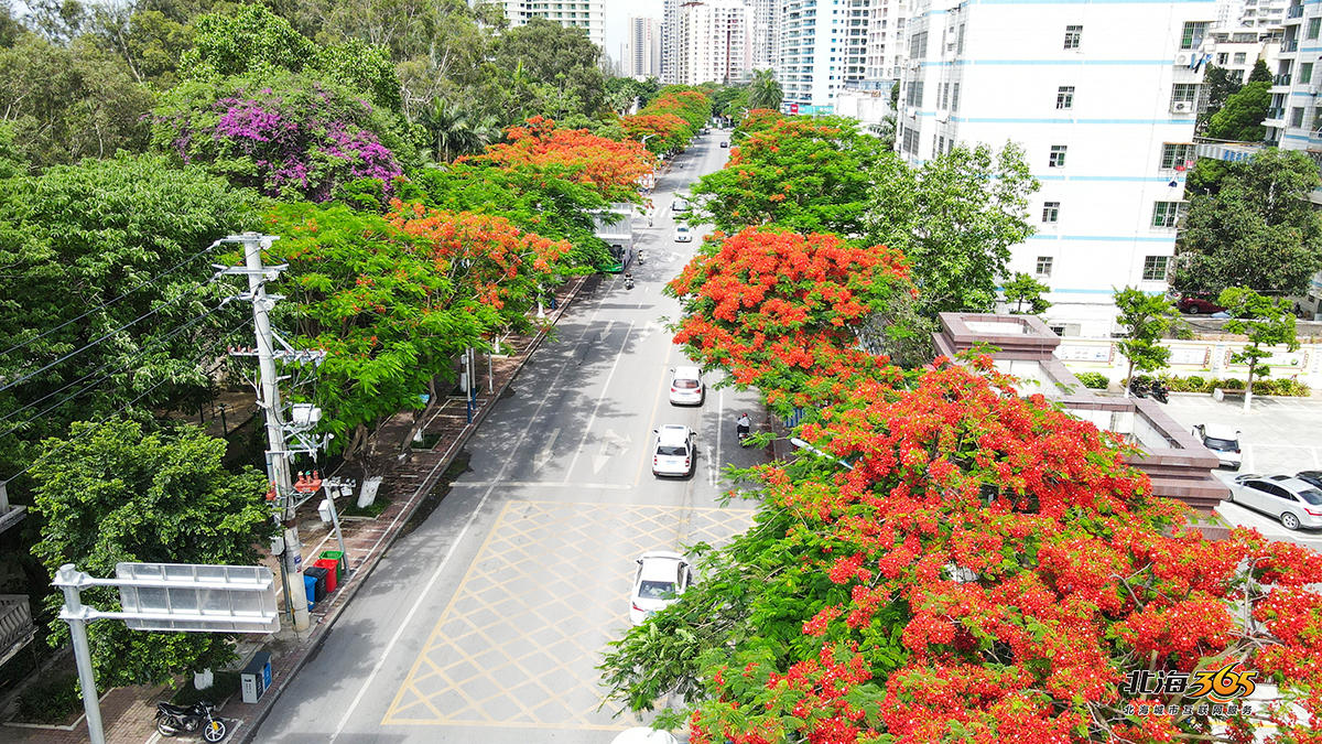 云南路,西南大道,北部湾路,三江明渠等路段和公园都种植有凤凰木,尤其