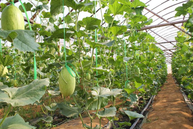 瓜果飘香的福成大棚农业