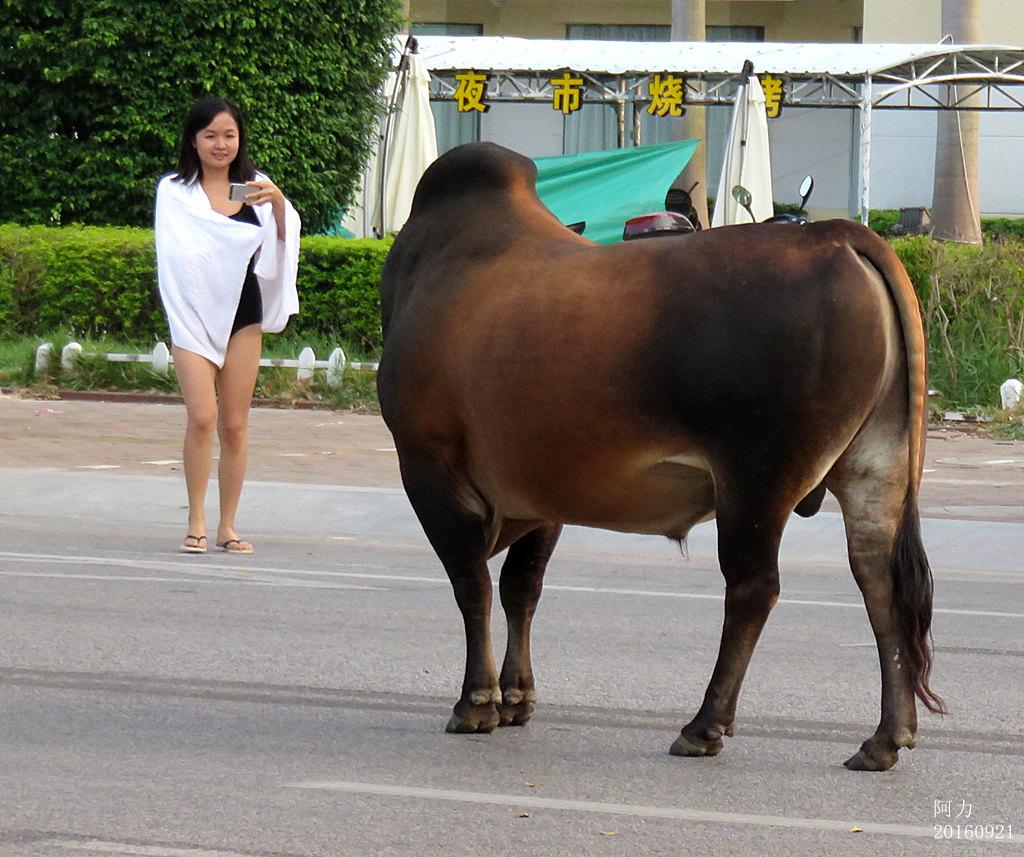 银滩今晨一头壮硕的黄公牛与泳装美女对峙